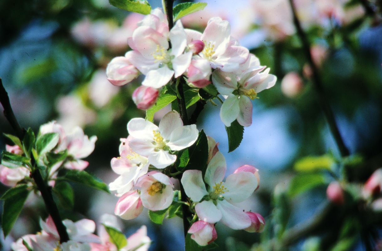 Streuobstwiese Foto