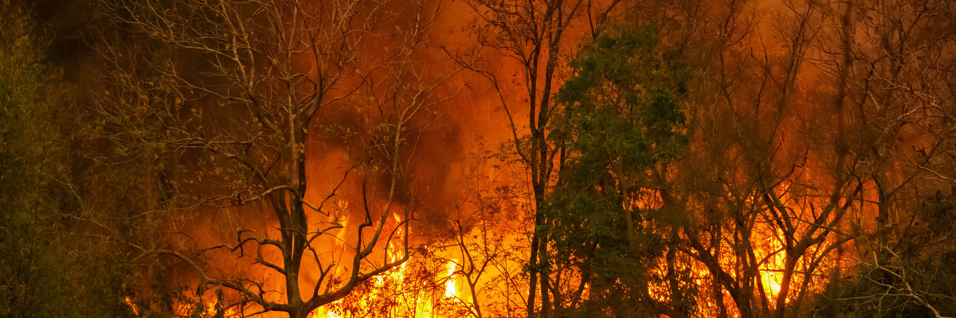 Waldbrand Foto