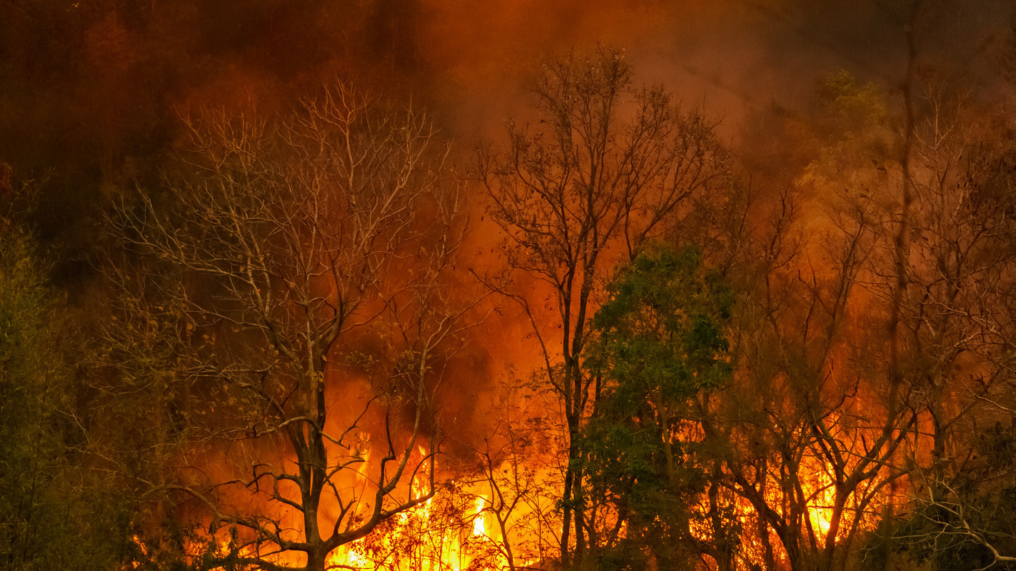 Waldbrand Foto