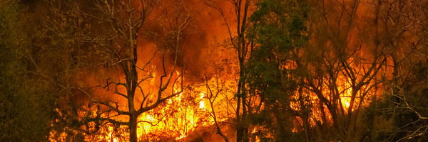 Waldbrand Foto