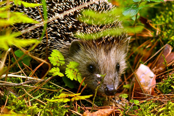 Igel Foto