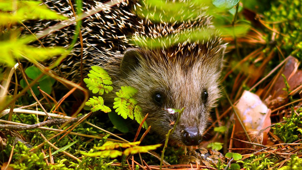 Igel Foto