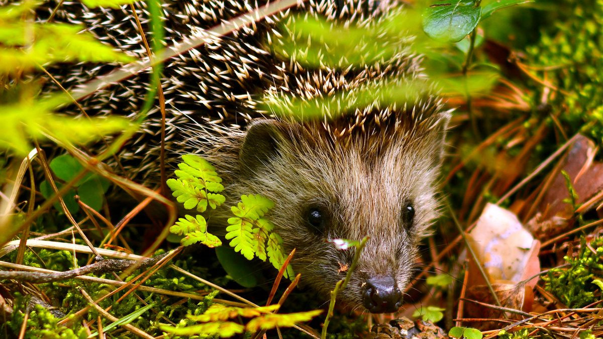 Igel Foto