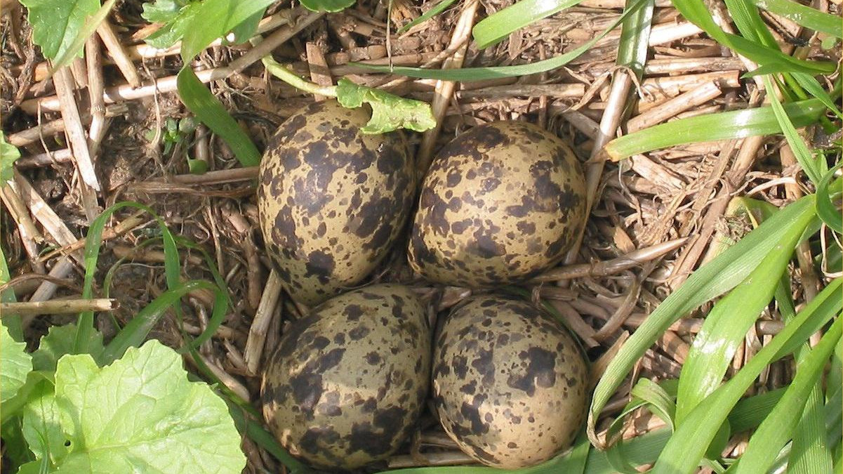 Nest Foto