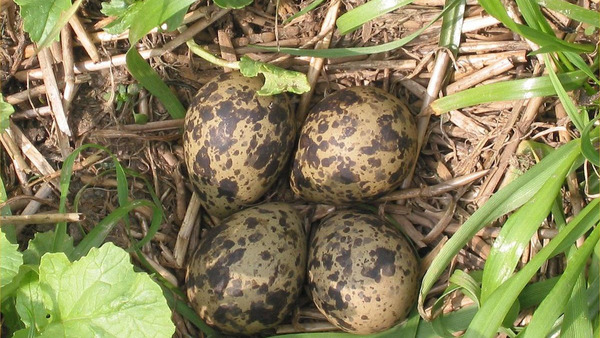 Nest Foto