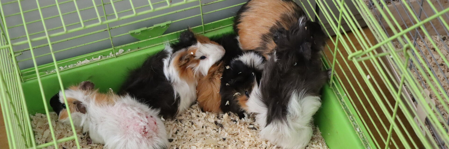 Meerschweinchen Foto