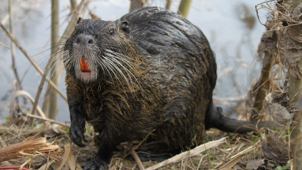 Nutria Foto