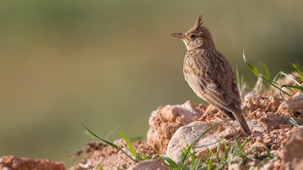 Haubenlerche Foto
