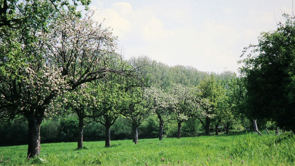 Streuobstwiese Foto