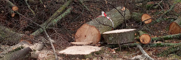 Baumfällarbeiten Foto