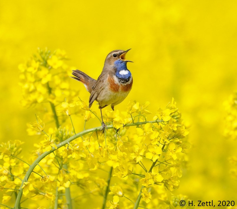 Blaukehlchen Foto