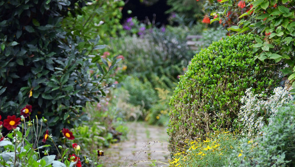 Naturnaher Garten Foto