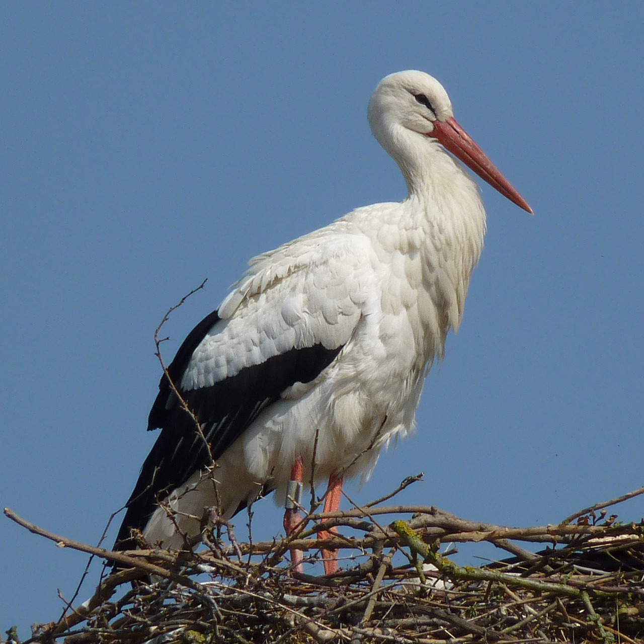 Weißstorch Foto