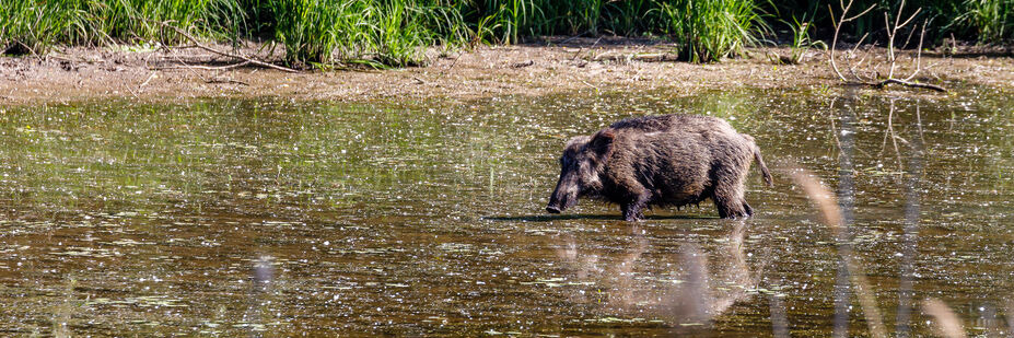 Wildschwein Foto