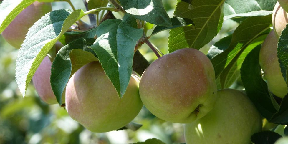 Äpfel Foto