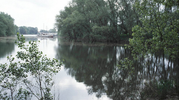 Altrhein Foto