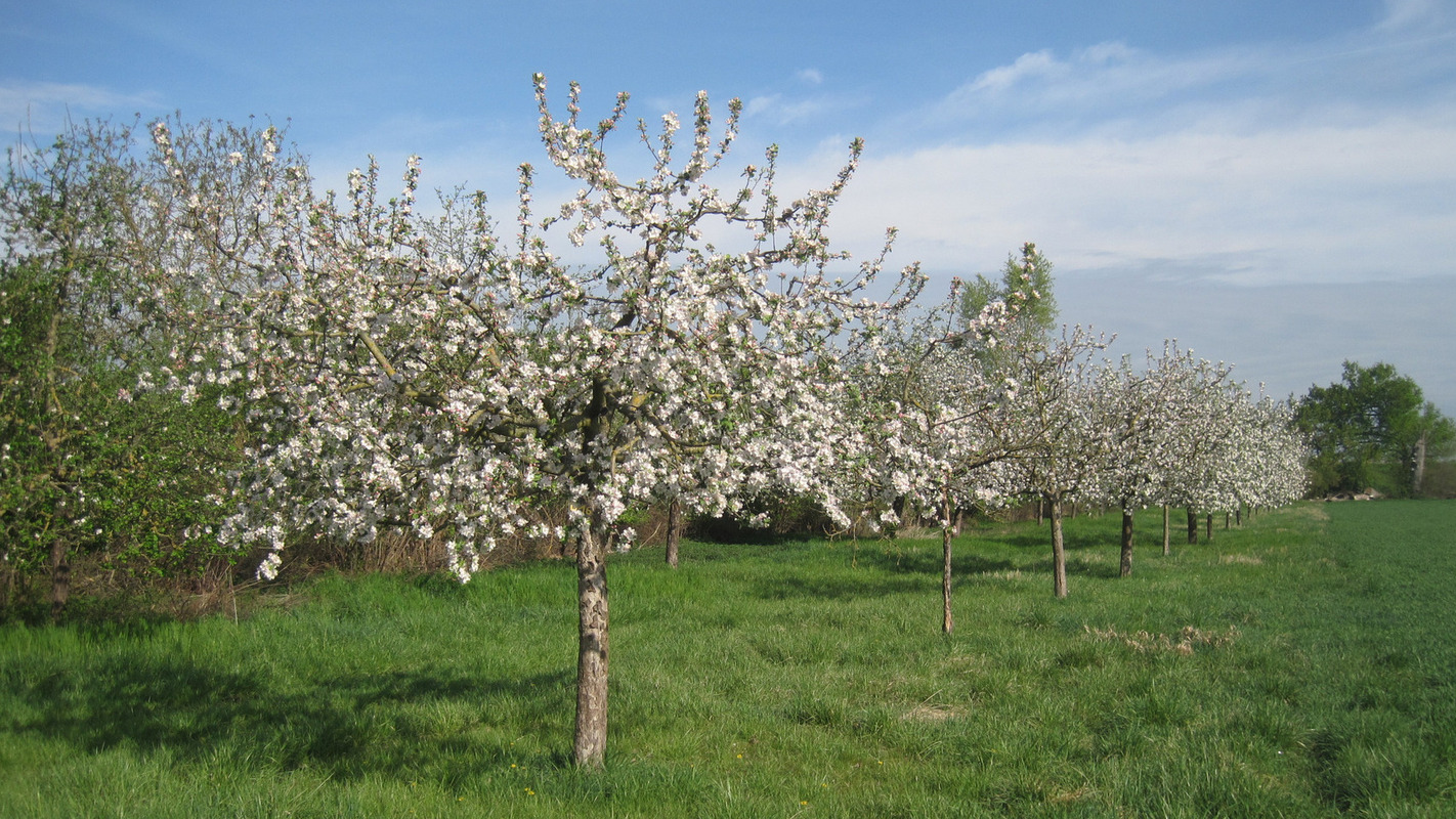 Streuobstwiese Foto