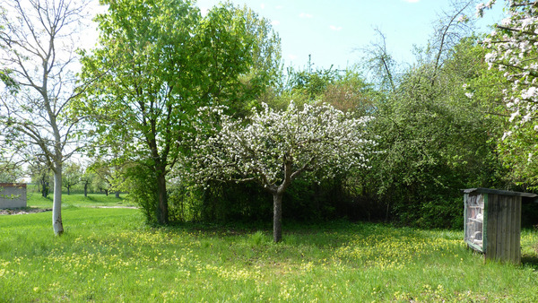 Schlüsselblume Foto