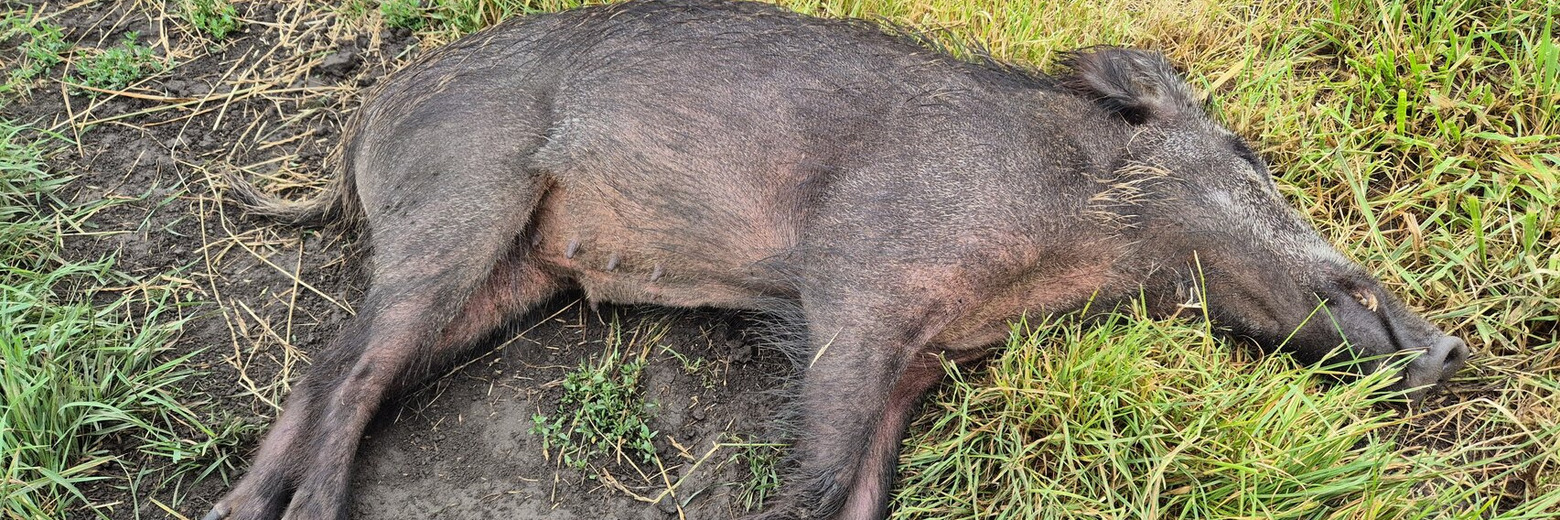 Totes Wildschwein Foto