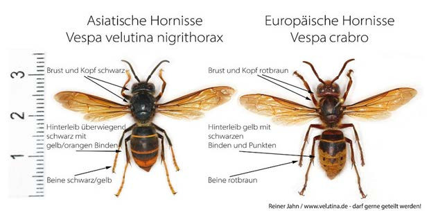 Hornisse Bild