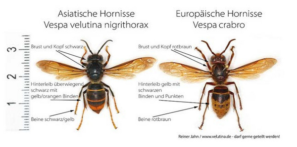 Hornisse Bild