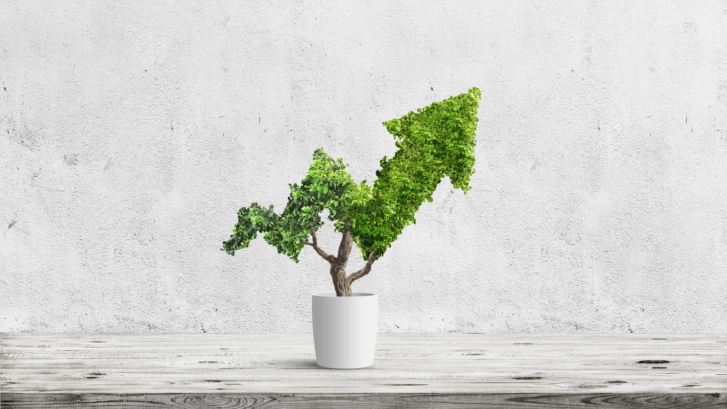 Baum in Pfeilform Bild