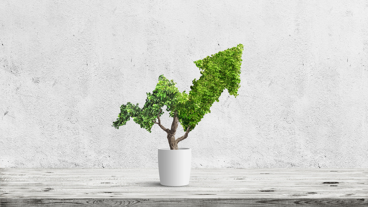 Baum in Pfeilform Bild