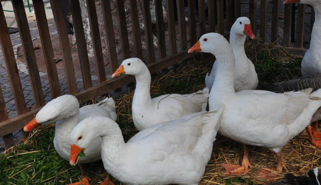 Gänse Foto