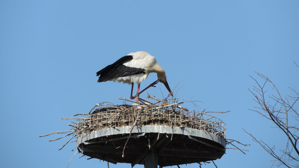 Storch Foto