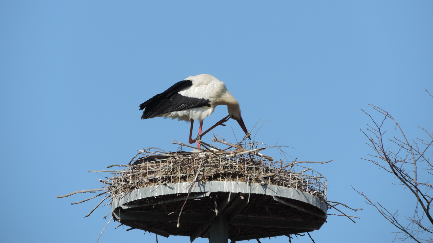 Storch Foto