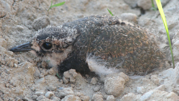 Kiebitzjungtier Foto