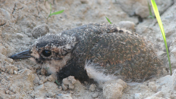 Kiebitzjungtier Foto