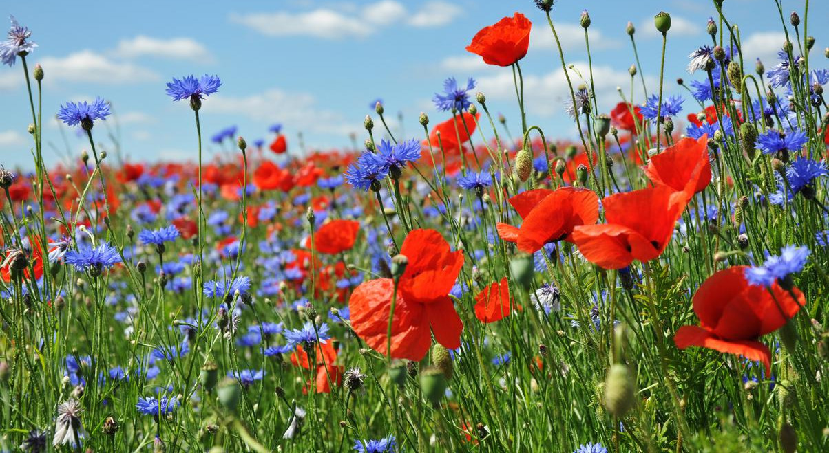 Blumen Foto