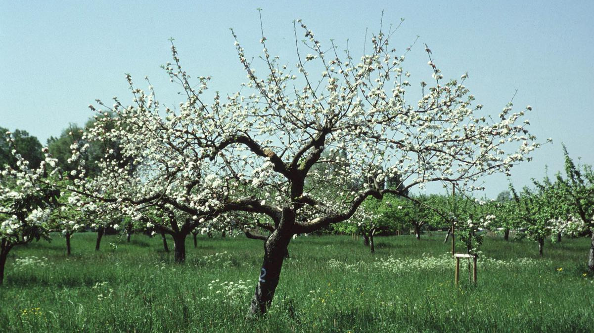Streuobstwiese Foto