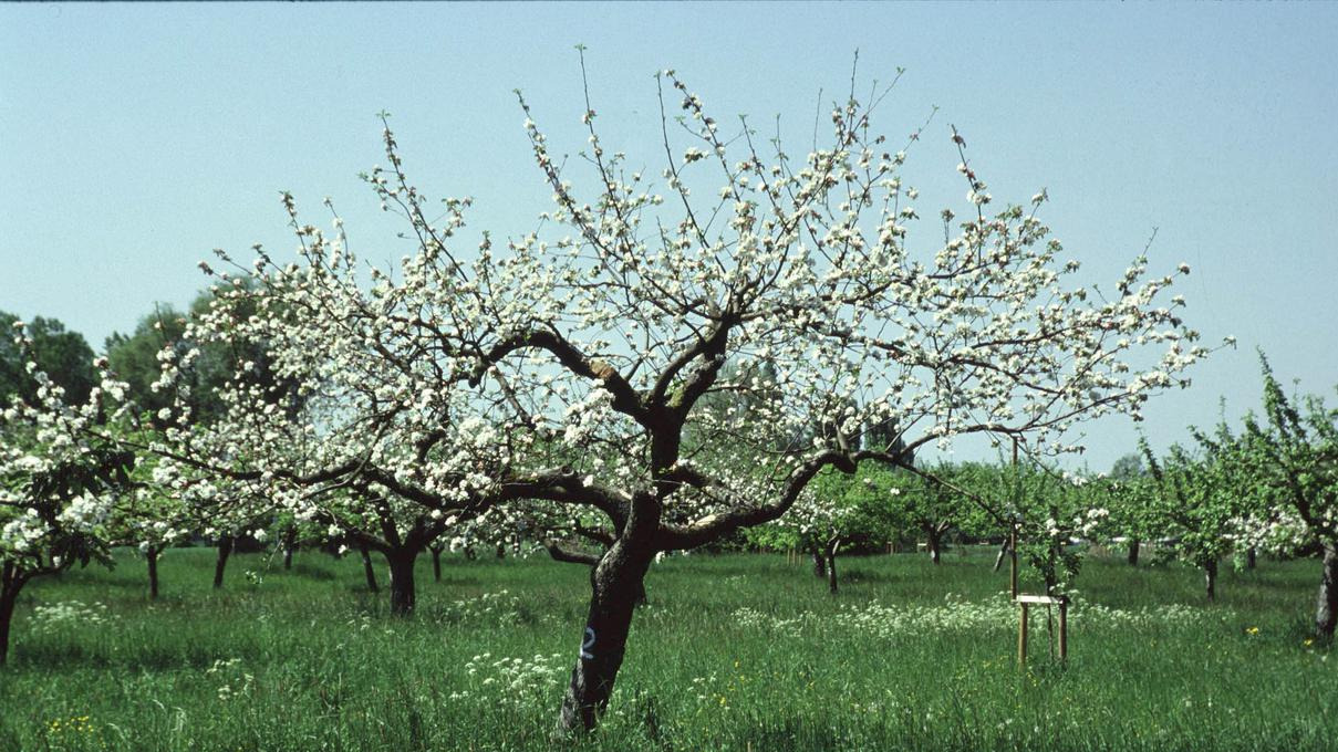 Streuobstwiese Foto