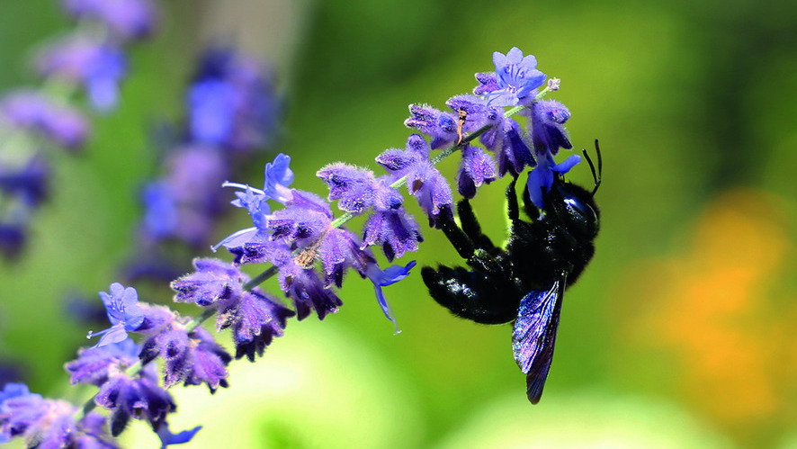 Biene an Pflanze Foto