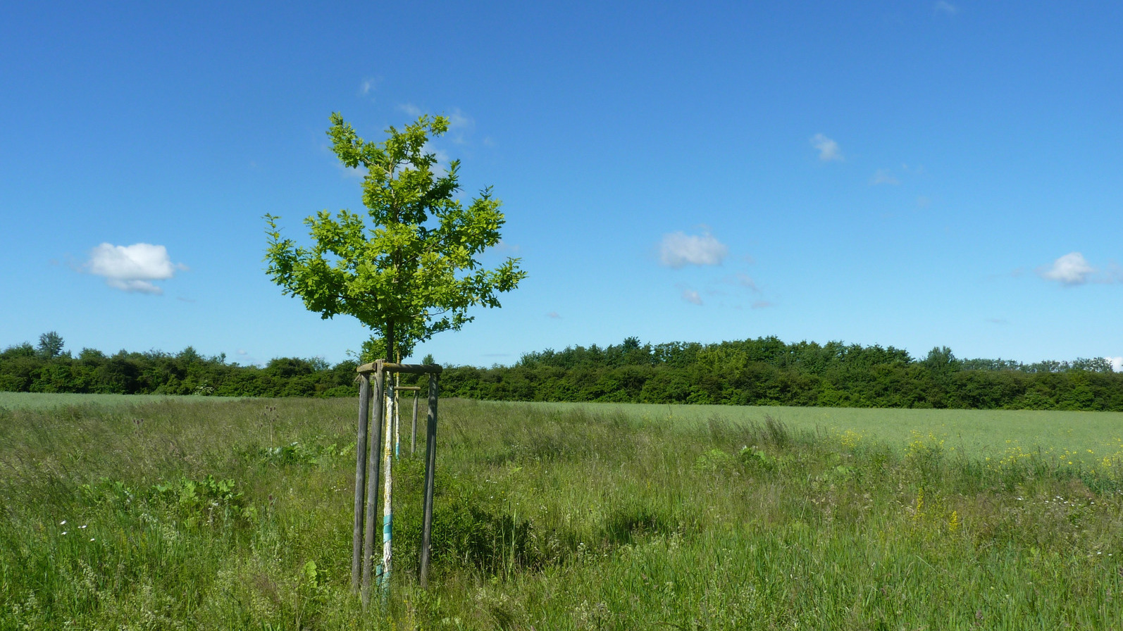 Wiese mit Baum Foto