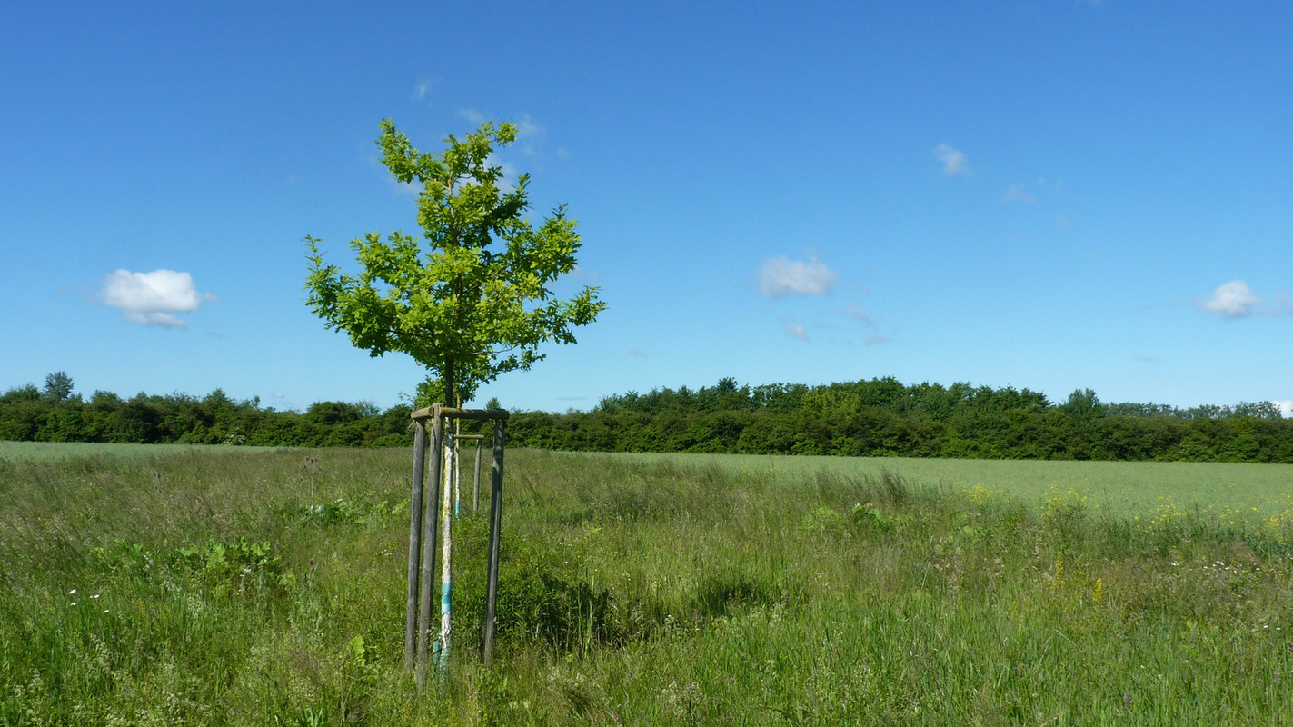 Wiese mit Baum Foto