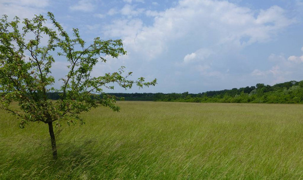 Kühkopf Foto