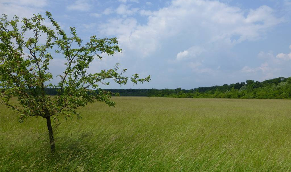 Kühkopf Foto