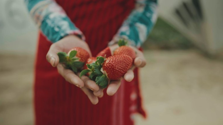 The Pickers Pressefoto