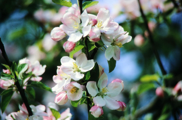 Streuobstwiese Foto