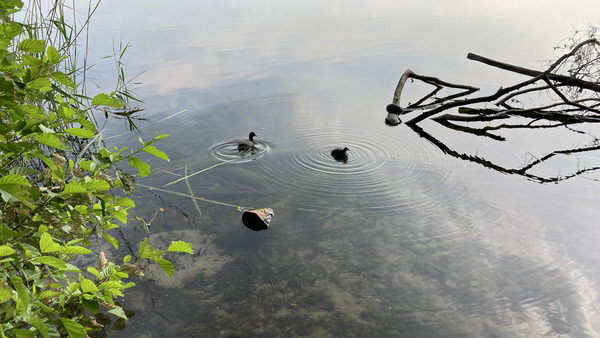 Mönchwaldsee Foto