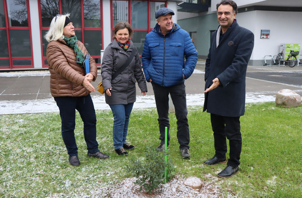 Pflanzung Steineiche Foto