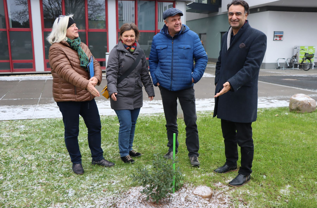 Pflanzung Steineiche Foto