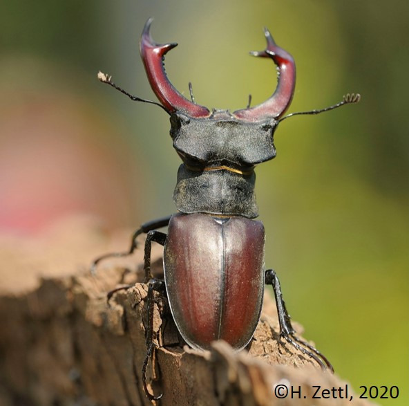 Hirschkäfer Foto